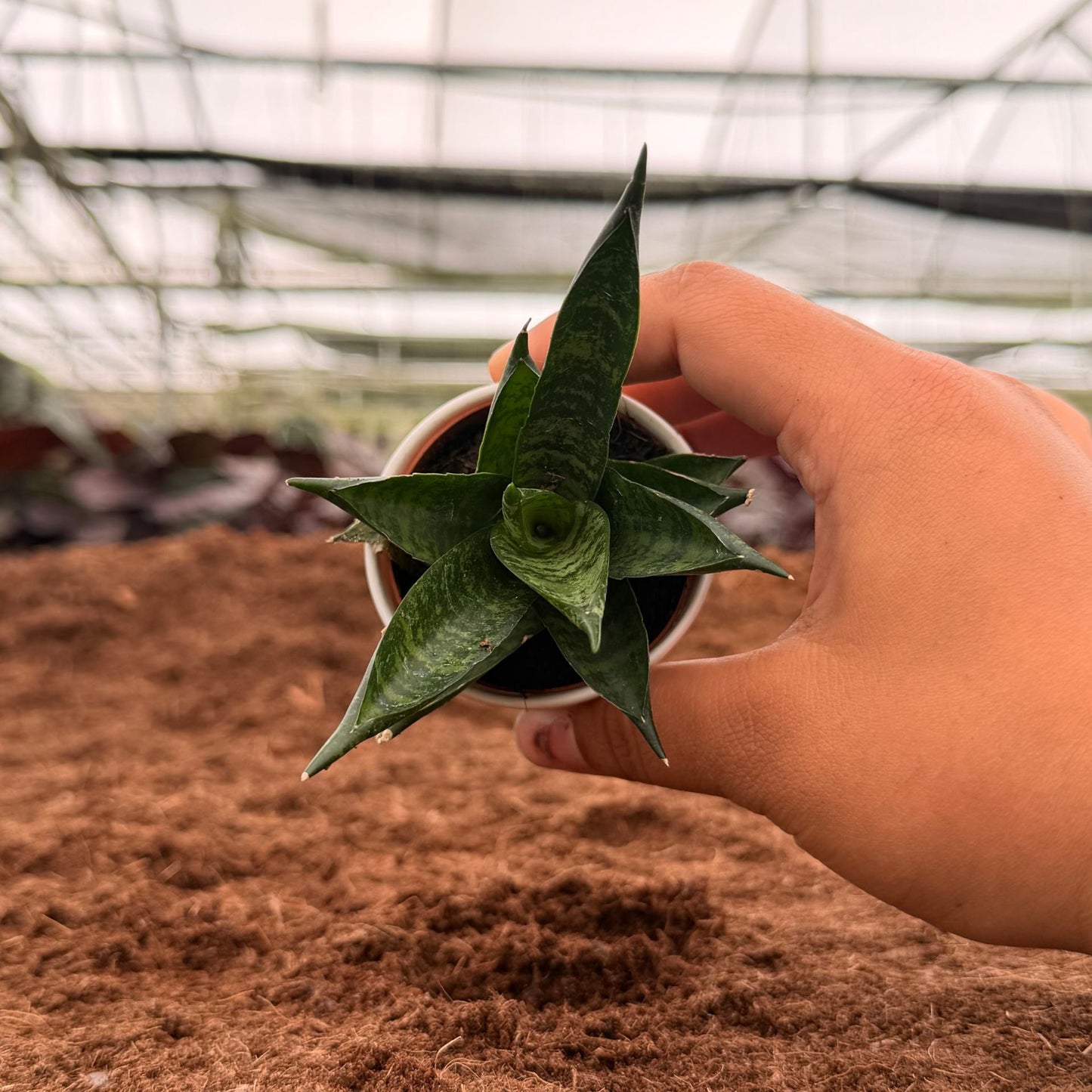 2" Sansevieria Pagodah Black