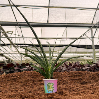 2" Sansevieria Fernwood