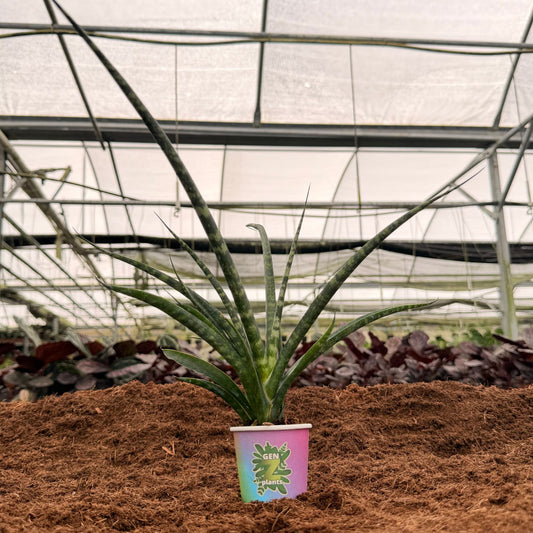 2" Sansevieria Fernwood