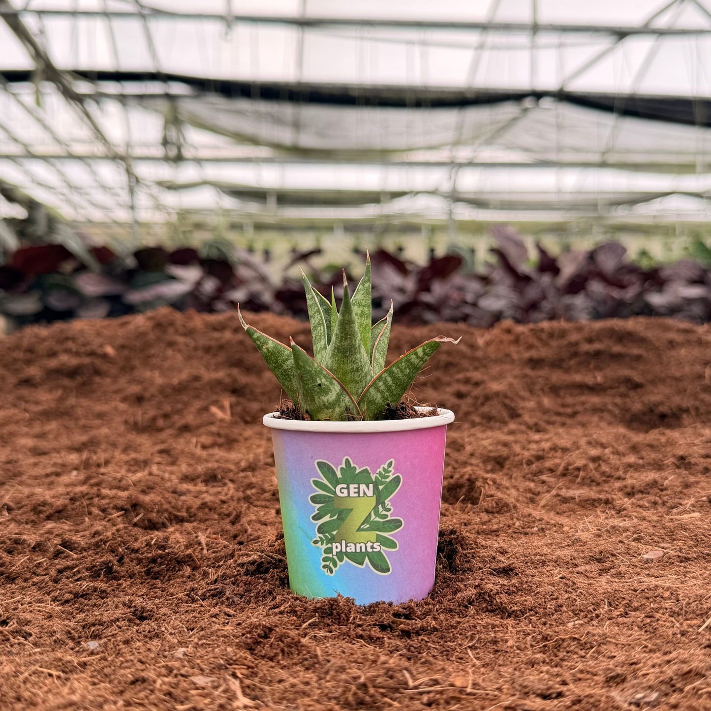 2" Sansevieria Table Mountain
