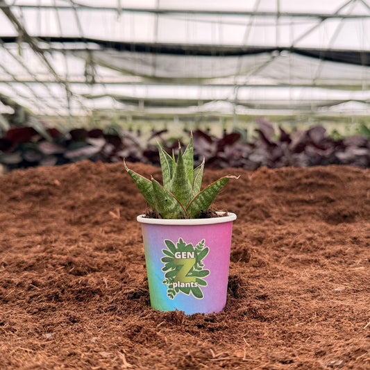 2" Sansevieria Table Mountain