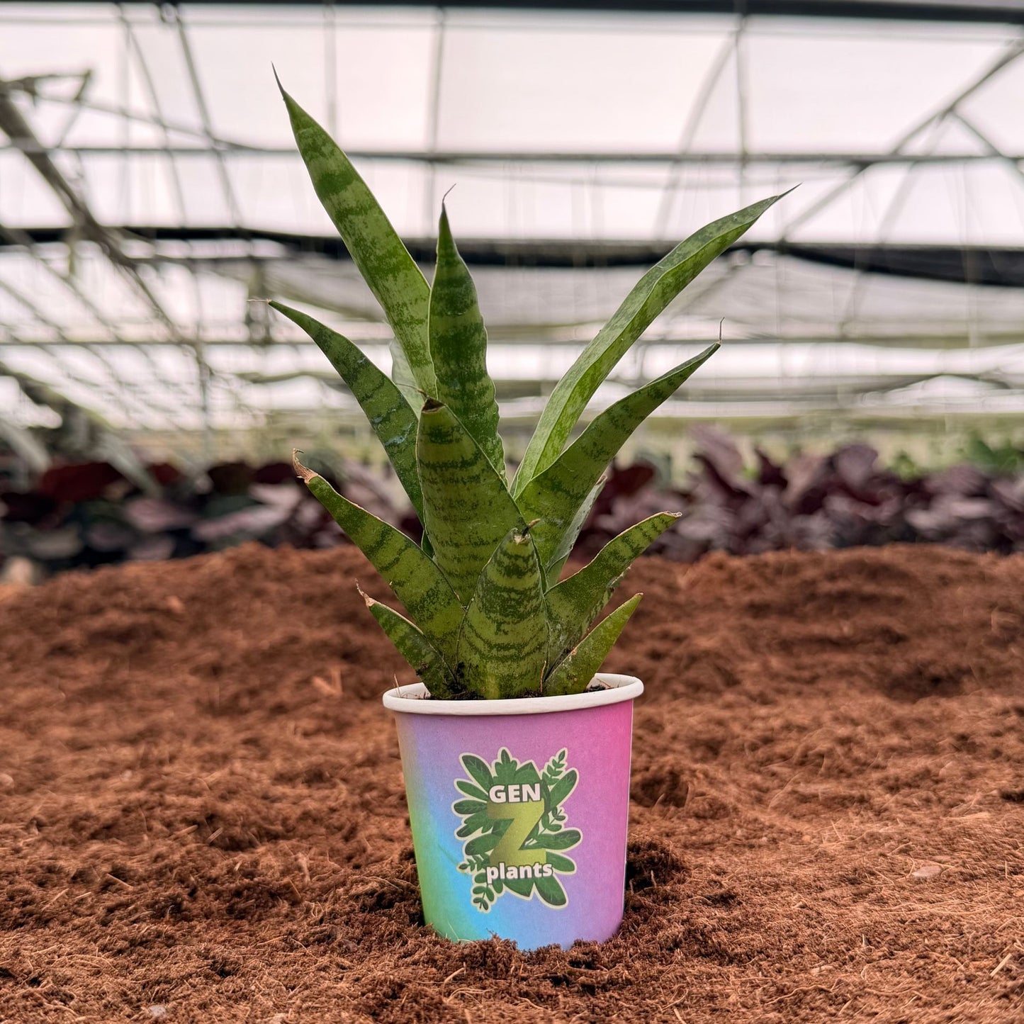 BECOOL Package 2" Plants