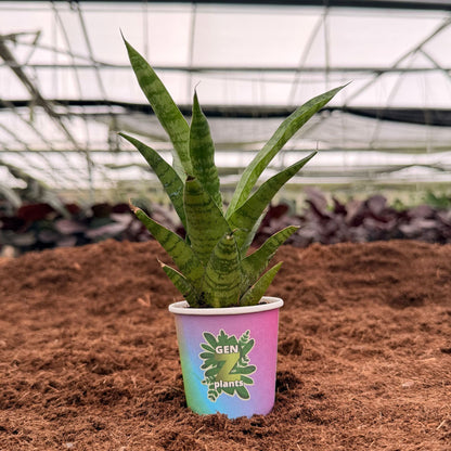 BECOOL Package 2" Plants