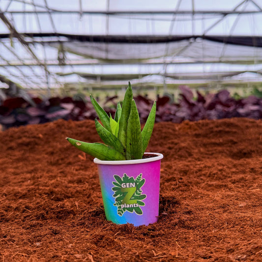 2" Sansevieria Ming Manee