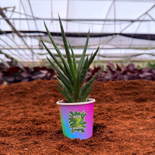 2" Sansevieria Francisii