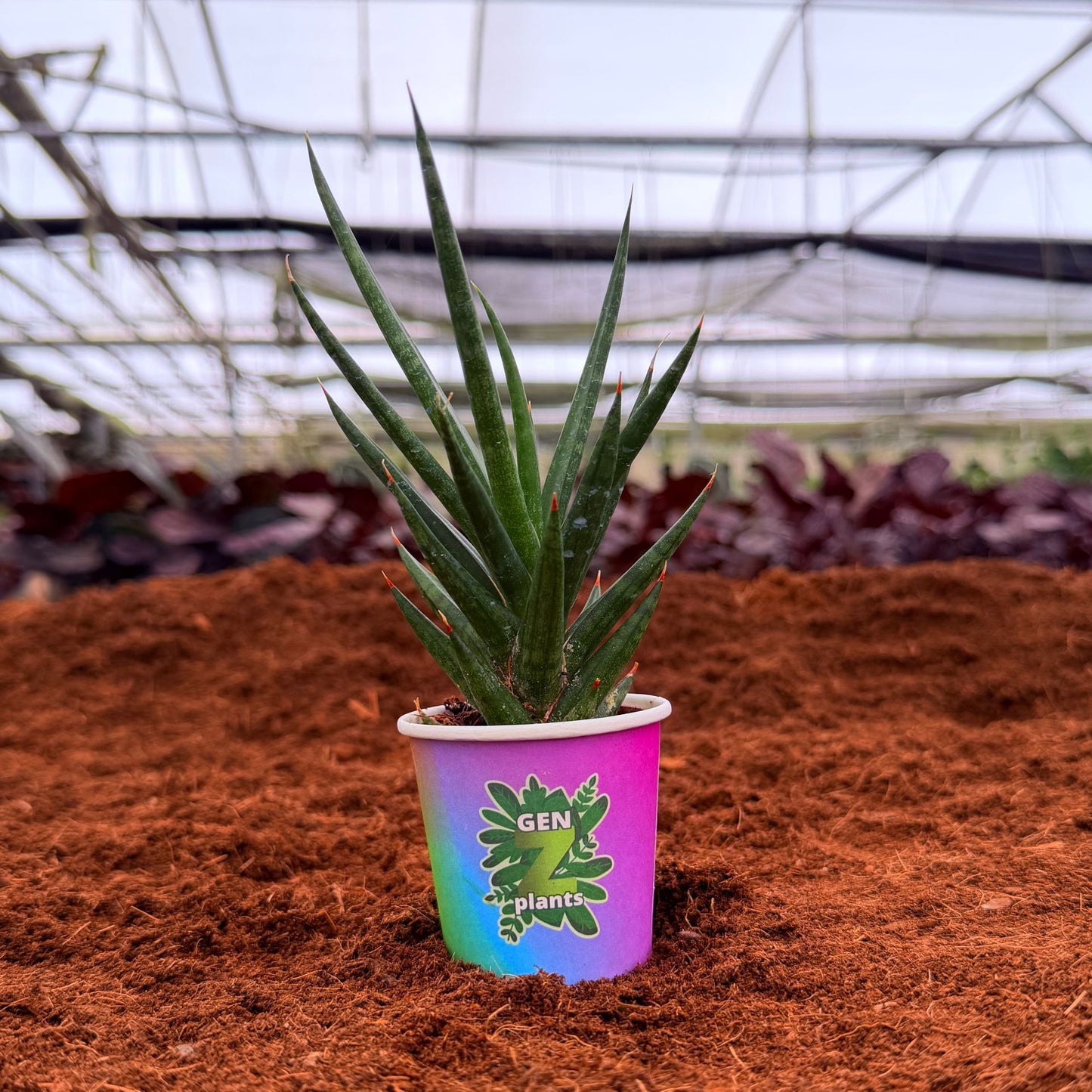 BECOOL Package 2" Plants