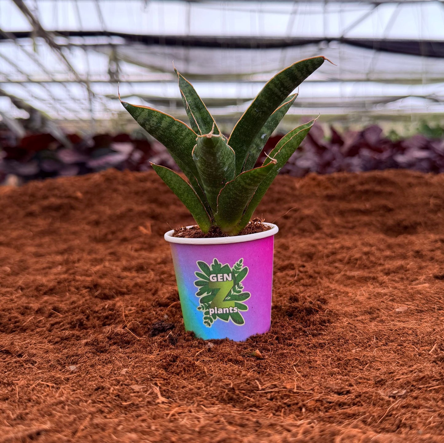 2" Sansevieria Marsha Anjani