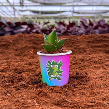 BECOOL Package 2" Plants