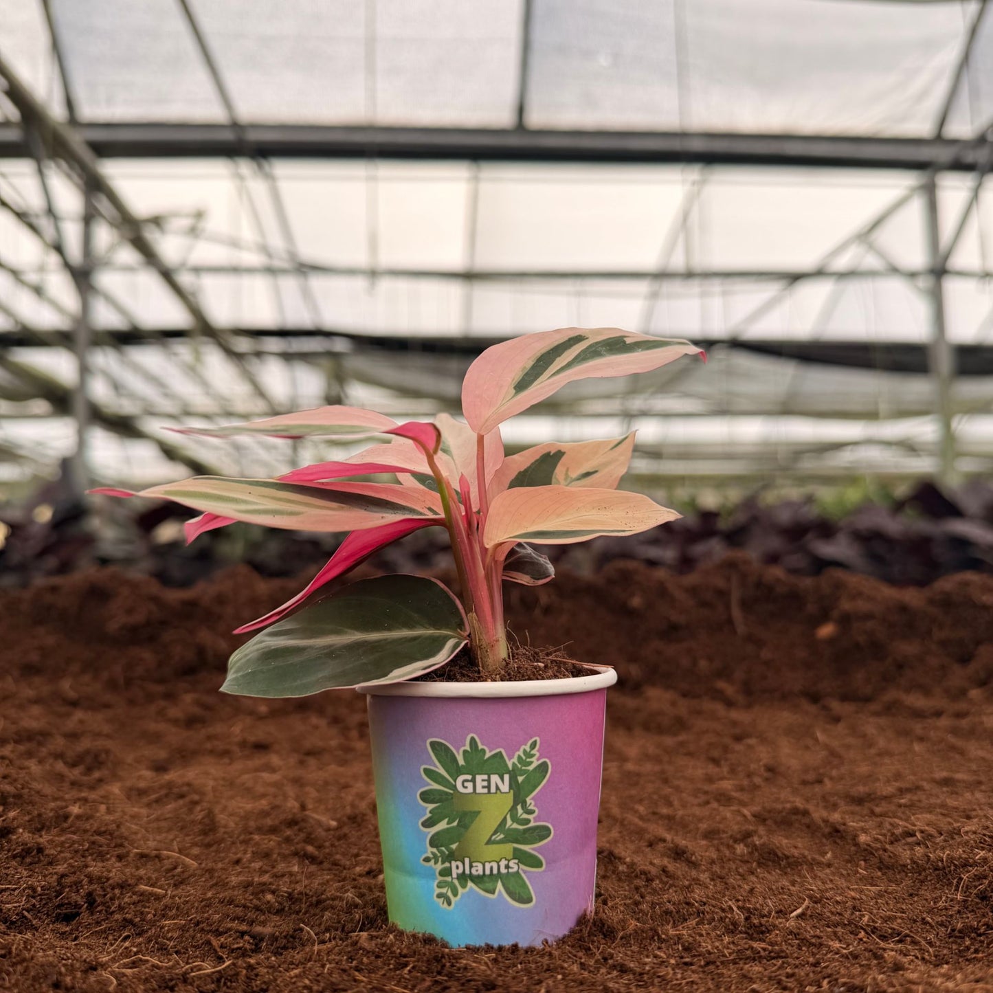 BELEAF Package 2" Plants