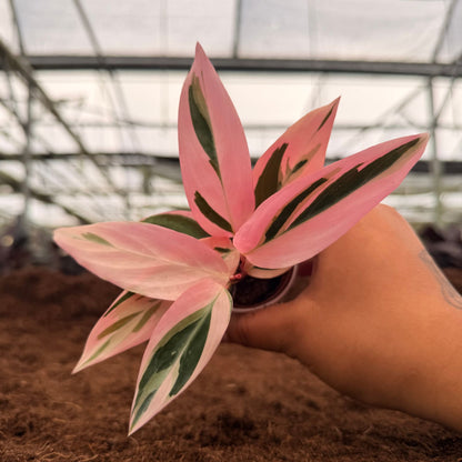 2" Stromanthe Triostar