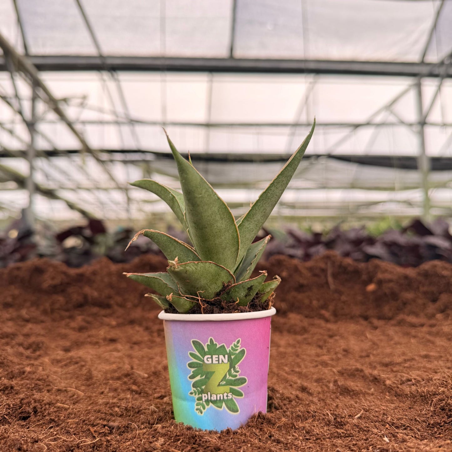 BECOOL Package 2" Plants