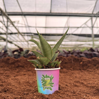 BECOOL Package 2" Plants