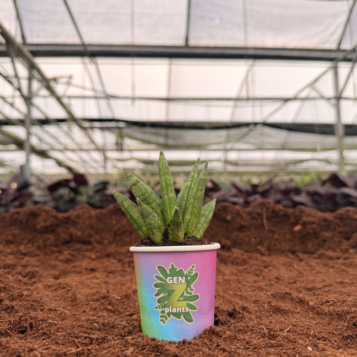 BECOOL Package 2" Plants