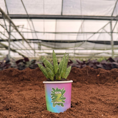 BECOOL Package 2" Plants