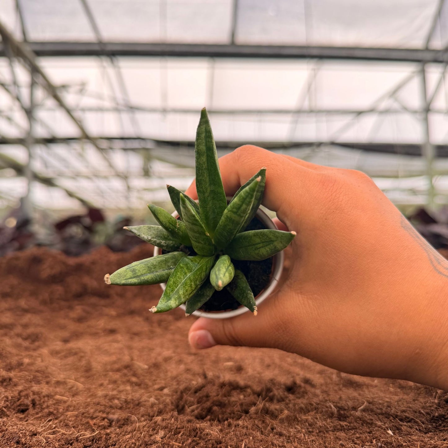 2" Sansevieria Hedgehog