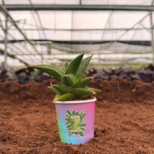 2" Sansevieria Samurai Dwarf