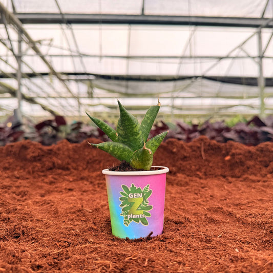 2" Sansevieria Mini Anjani