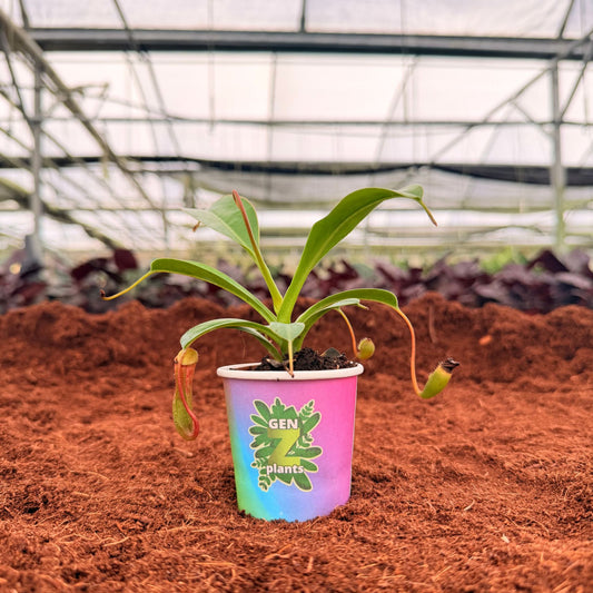 2” Nepenthes Vertilosa Red