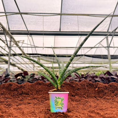 BECOOL Package 2" Plants