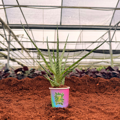 BECOOL Package 2" Plants