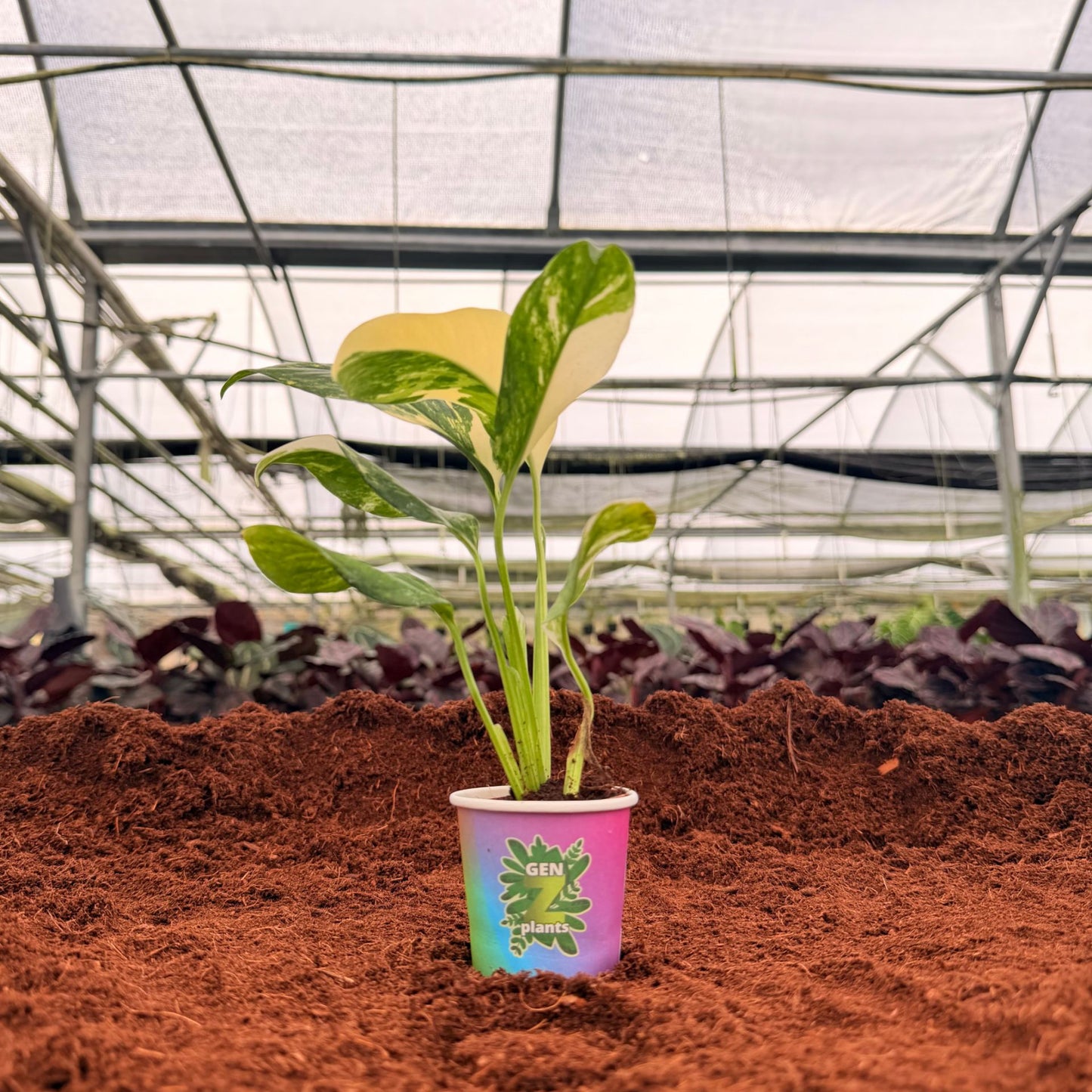 BEBOLD Package 2" Plants