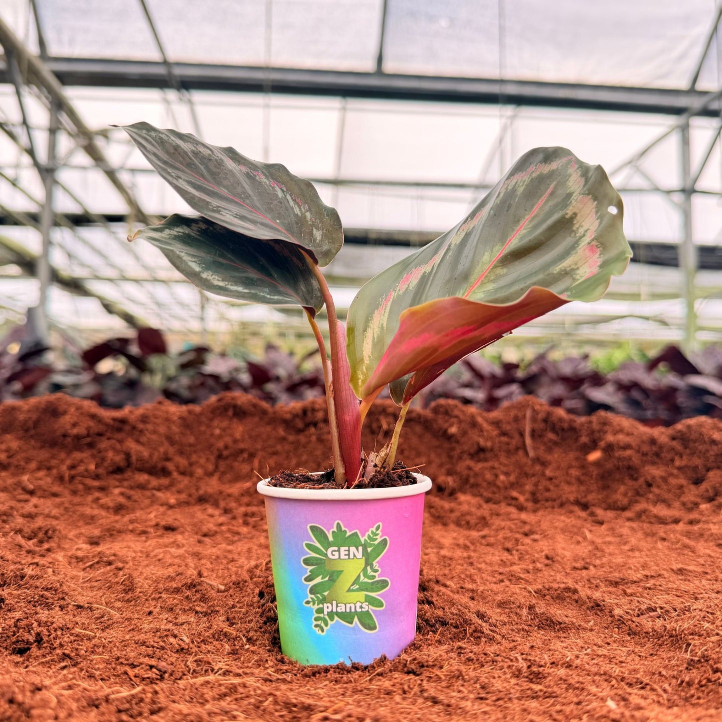 BELEAF Package 2" Plants