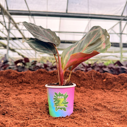 BELEAF Package 2" Plants