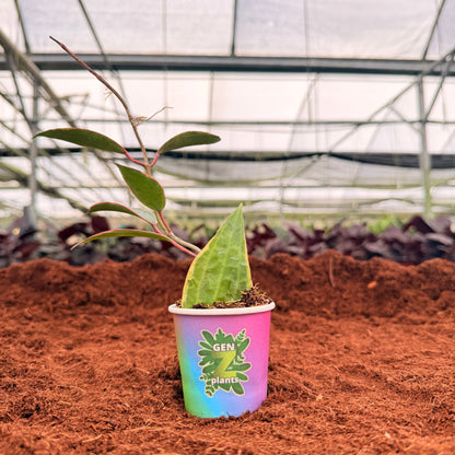 BECOOL Package 2" Plants