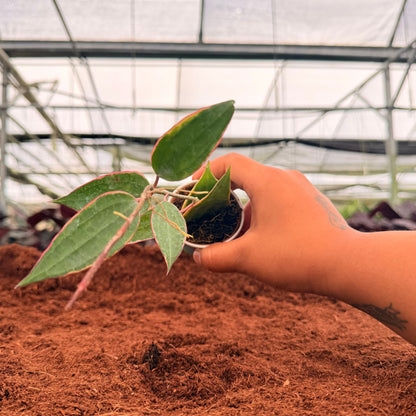 2" Hoya Macrophylla Variegated