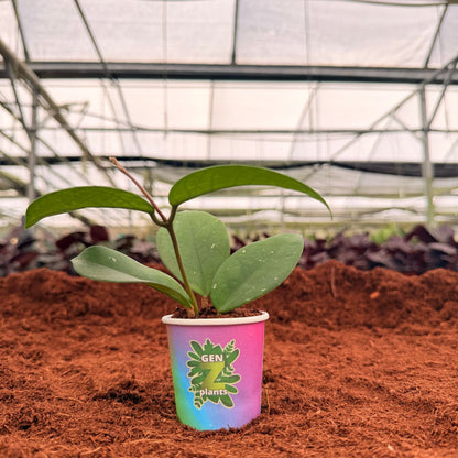 BECOOL Package 2" Plants