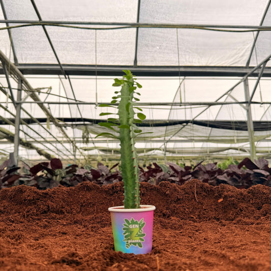 2" Euphorbia Trigona Mini Ritchield