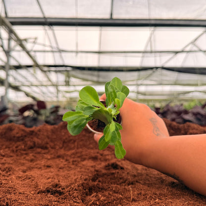 2" Euphorbia Trigona Mini Ritchield