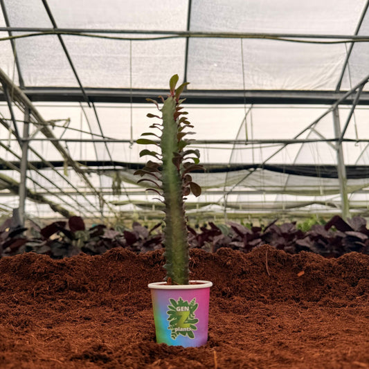 2" Euphorbia Trigona Mini Mixed