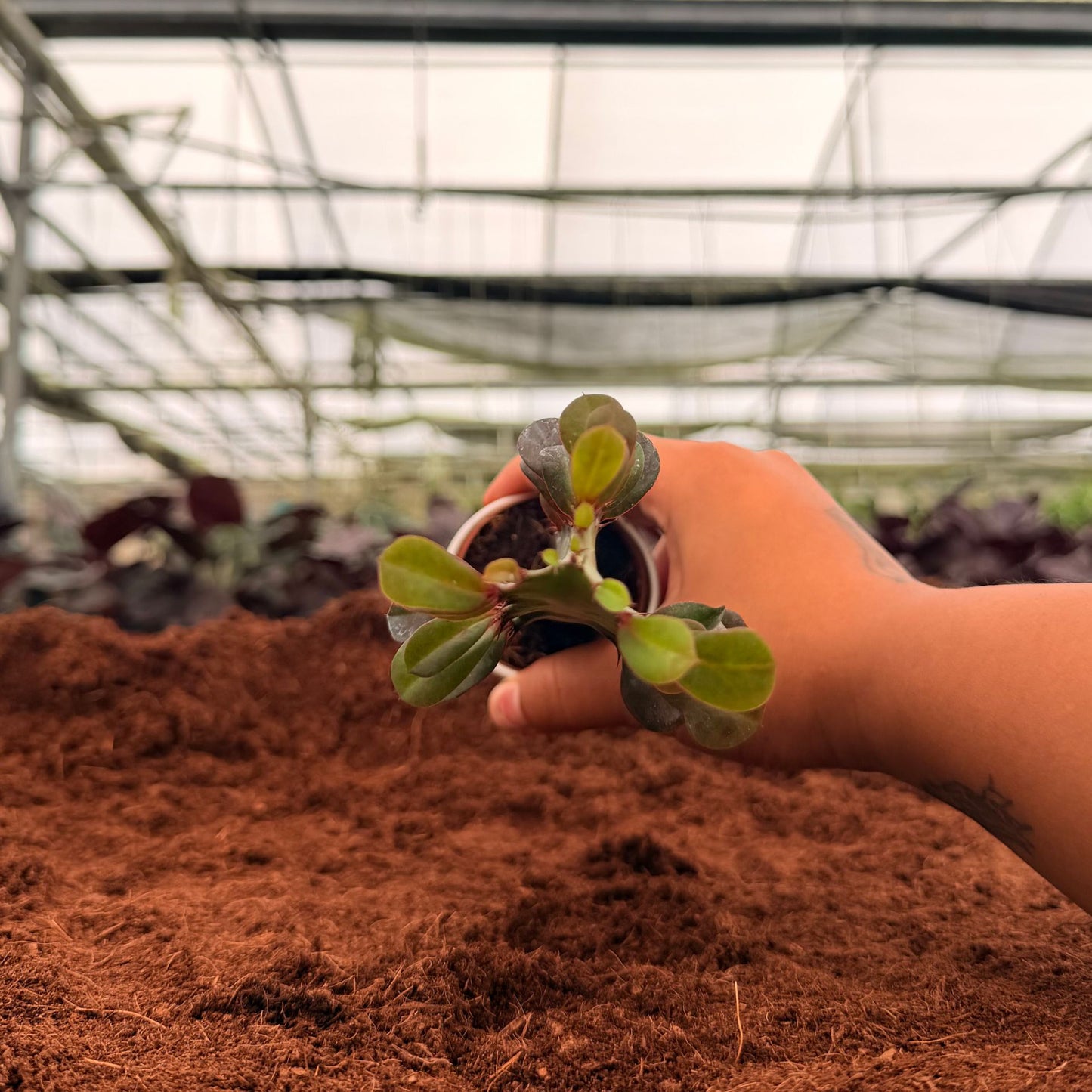 2" Euphorbia Trigona Mini Mixed