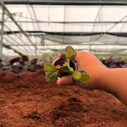 2" Euphorbia Trigona Mini Mixed