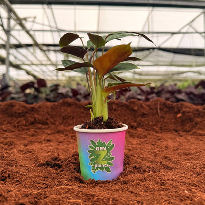 BELEAF Package 2" Plants