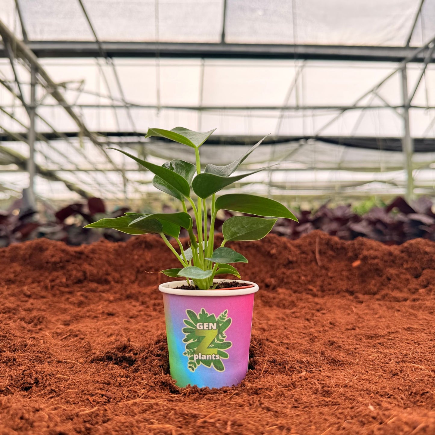 BECOOL Package 2" Plants