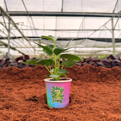 BECOOL Package 2" Plants