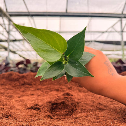 2" Anthurium Red Dance