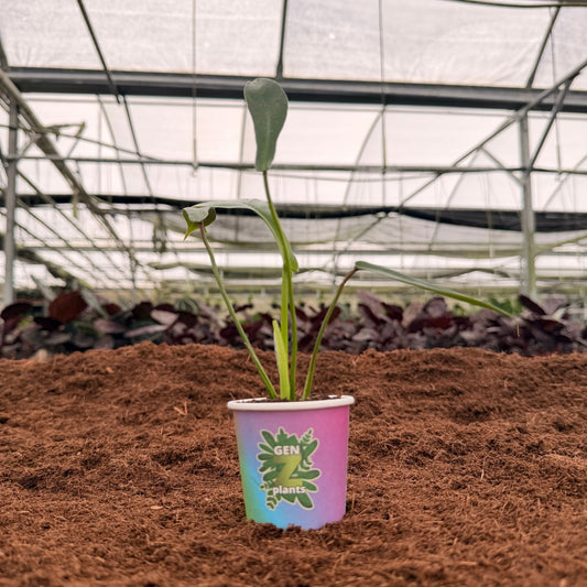2" Philodendron Joepii