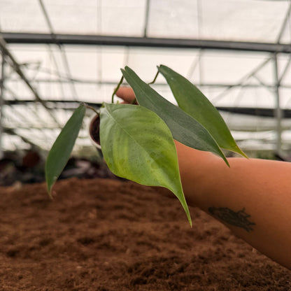 2" Philodendron Joepii