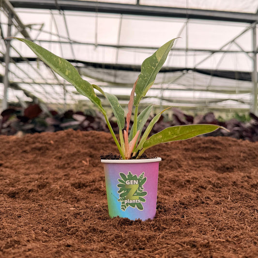 2" Philodendron Ring of Fire