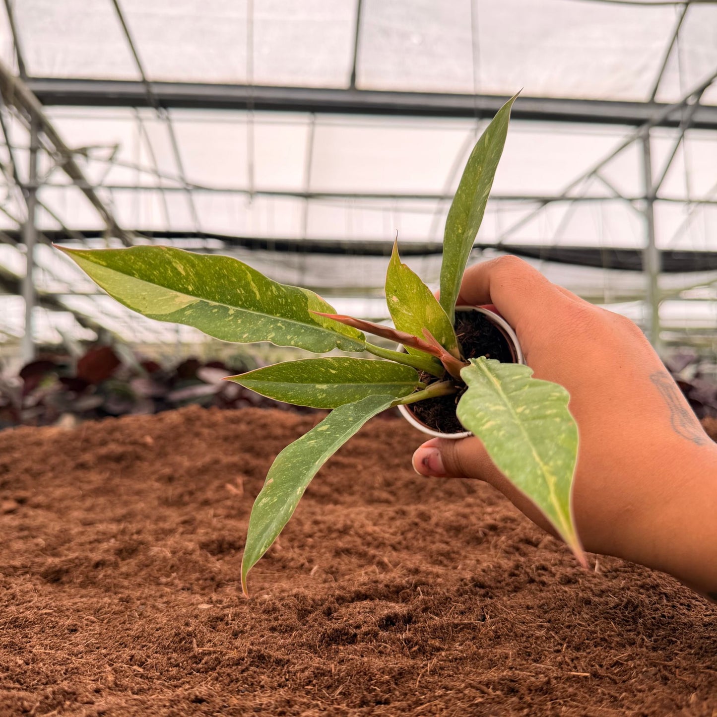2" Philodendron Ring of Fire