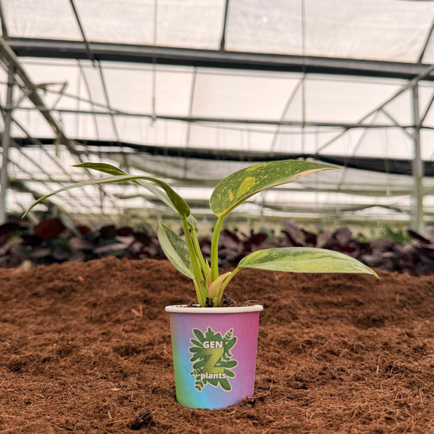 BEBOLD Package 2" Plants