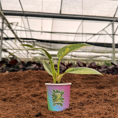 BEBOLD Package 2" Plants