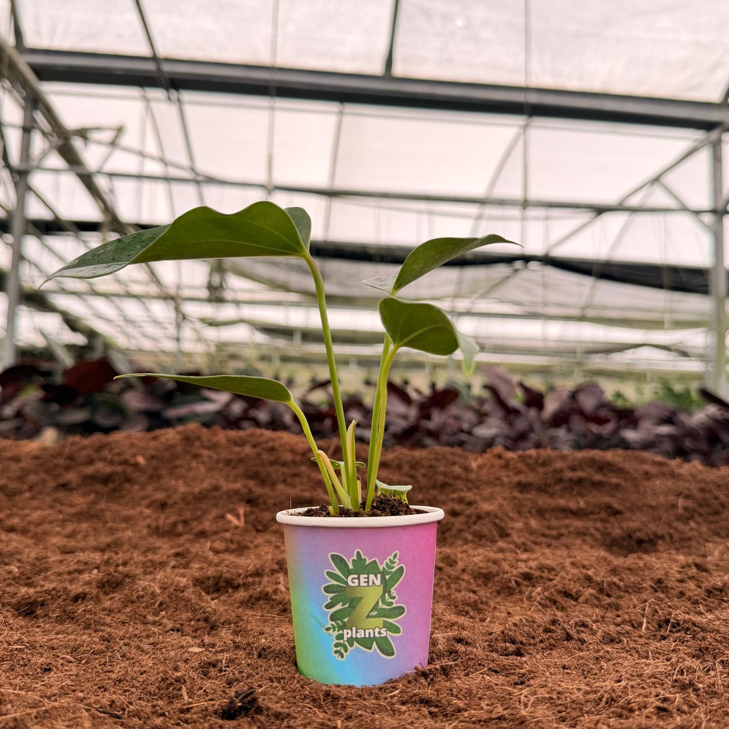 2" Anthurium Pink Fairy