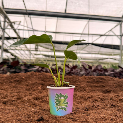 2" Anthurium Pink Fairy