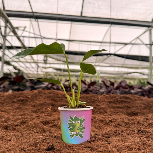 2" Anthurium Pink Fairy