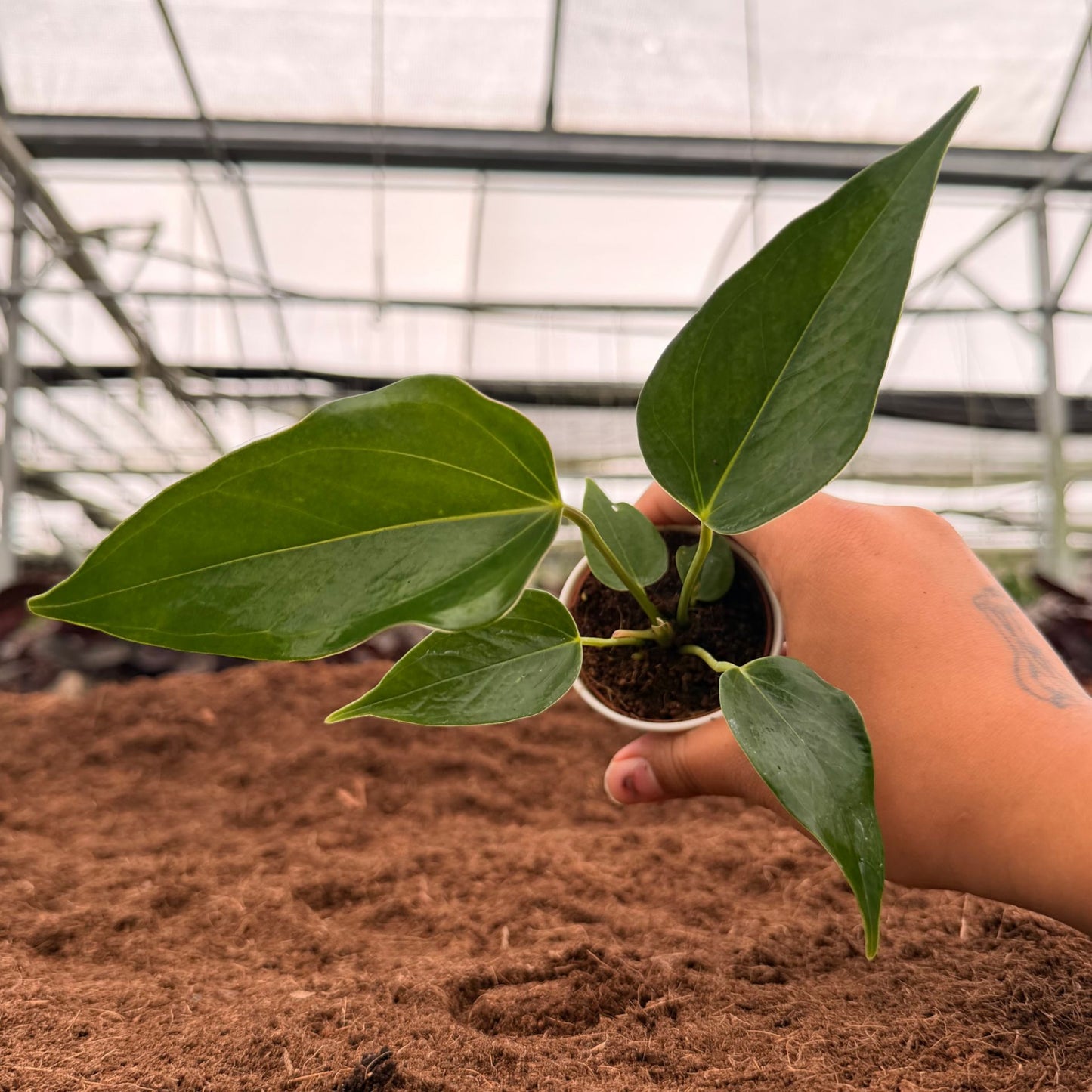 2" Anthurium Pink Fairy