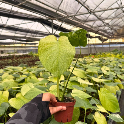4" Monstera White Monster (Mid Variegation)